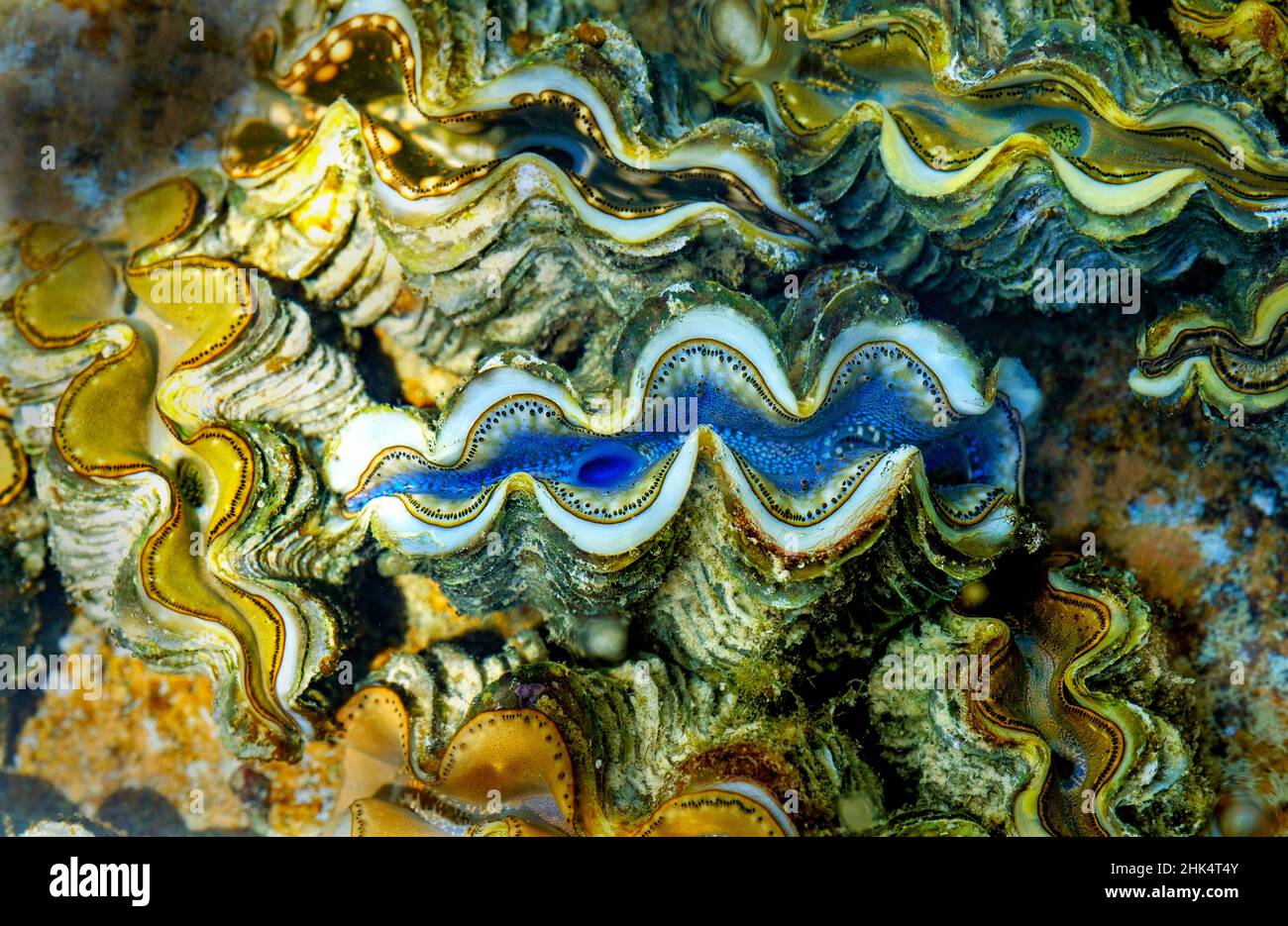 Vongole, Isole Cocos (Keeling), Oceano Indiano, Asia Foto Stock