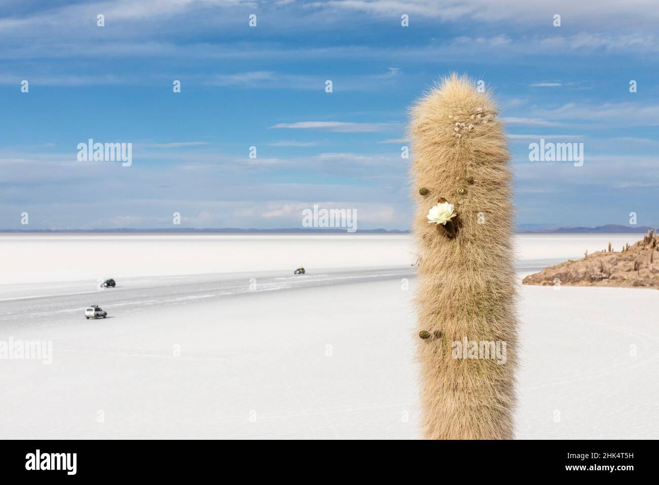 Particolare di un gigantesco cactus di cardone (echinopsis atacamensis), con fioritura a Isla Incahuasi, Salar de Uyuni, Bolivia, Sud America Foto Stock