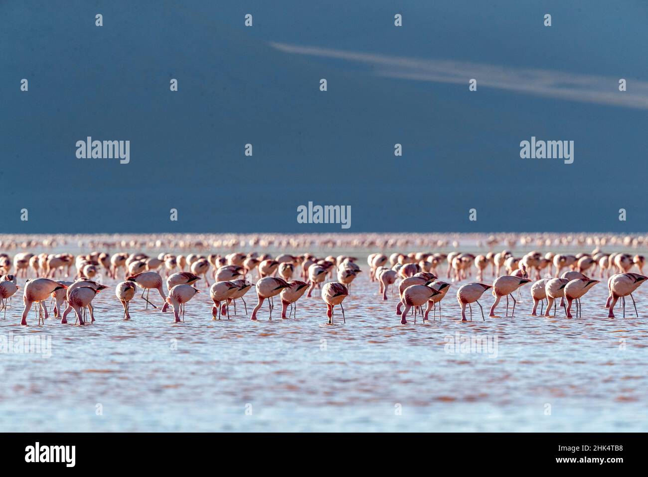 I fenicotteri si riunirono nelle centinaia per nutrirsi, Eduardo Avaroa Andean Fauna National Reserve, Bolivia, Sud America Foto Stock