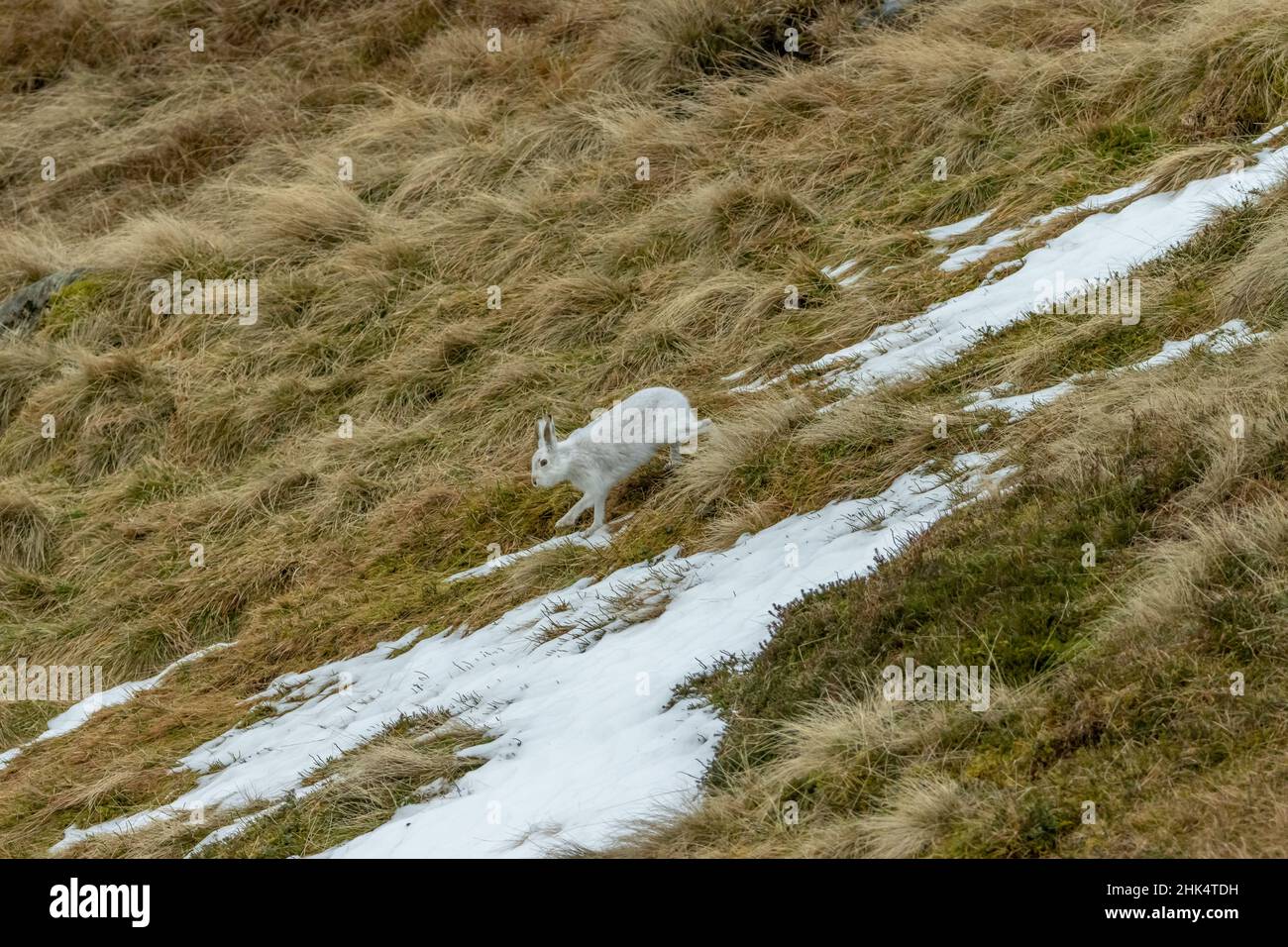 Lepre (Lepus timidus), Glen Sheered, Scozia Foto Stock