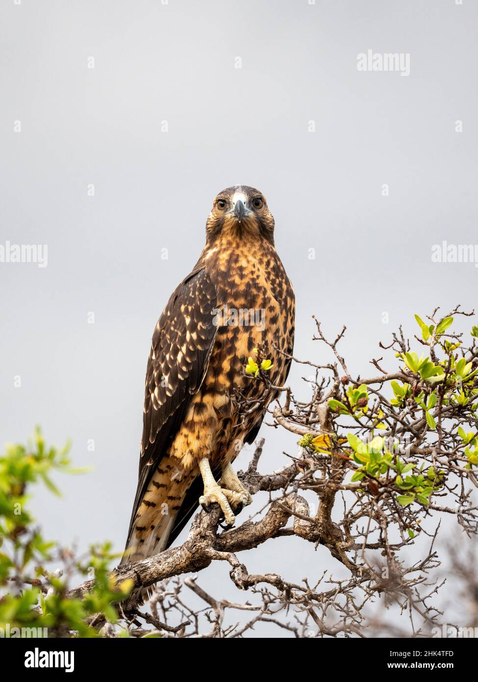 Un falco giovanile delle Galapagos (Buteo galapagoensis), isola di Rabida, Galapagos, Ecuador, Sud America Foto Stock
