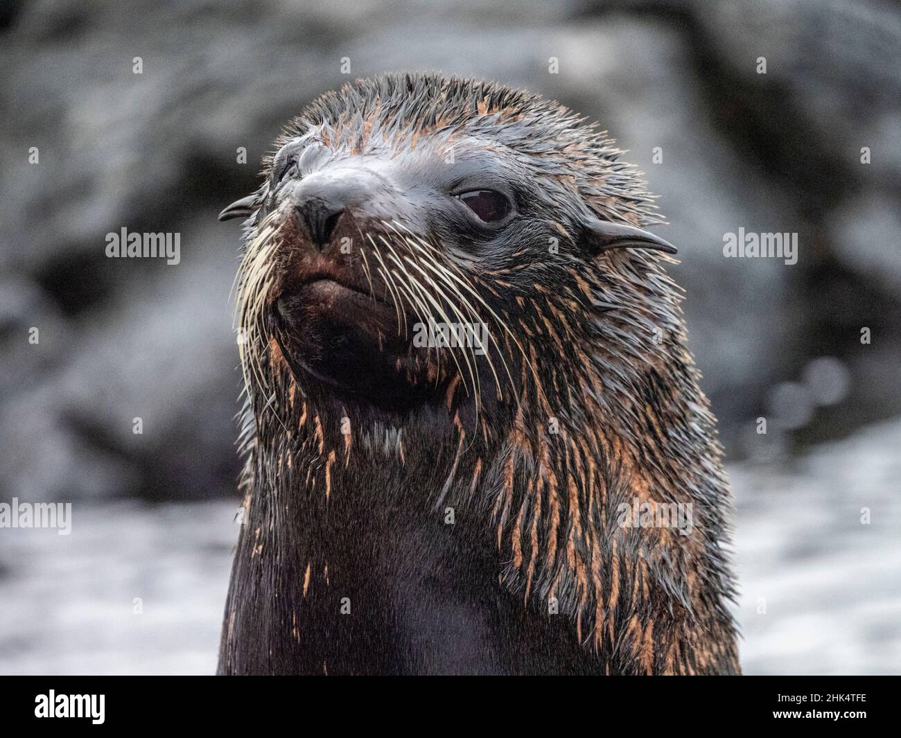 Una fur seal delle Galapagos (Arctocephalus galapagoensis), isola di Santiago, Galapagos, Ecuador, Sud America Foto Stock