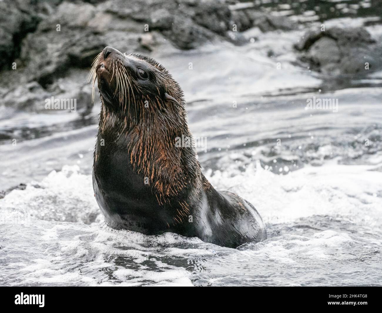 Una fur seal delle Galapagos (Arctocephalus galapagoensis), isola di Santiago, Galapagos, Ecuador, Sud America Foto Stock