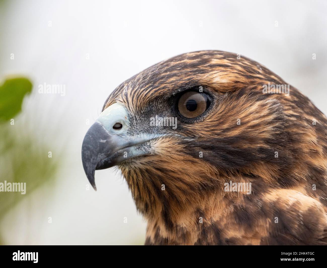 Un falco giovanile delle Galapagos (Buteo galapagoensis), isola di Rabida, Galapagos, Ecuador, Sud America Foto Stock