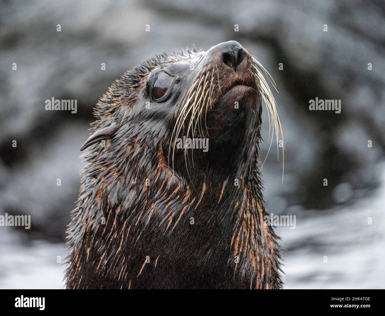 Una fur seal delle Galapagos (Arctocephalus galapagoensis), isola di Santiago, Galapagos, Ecuador, Sud America Foto Stock