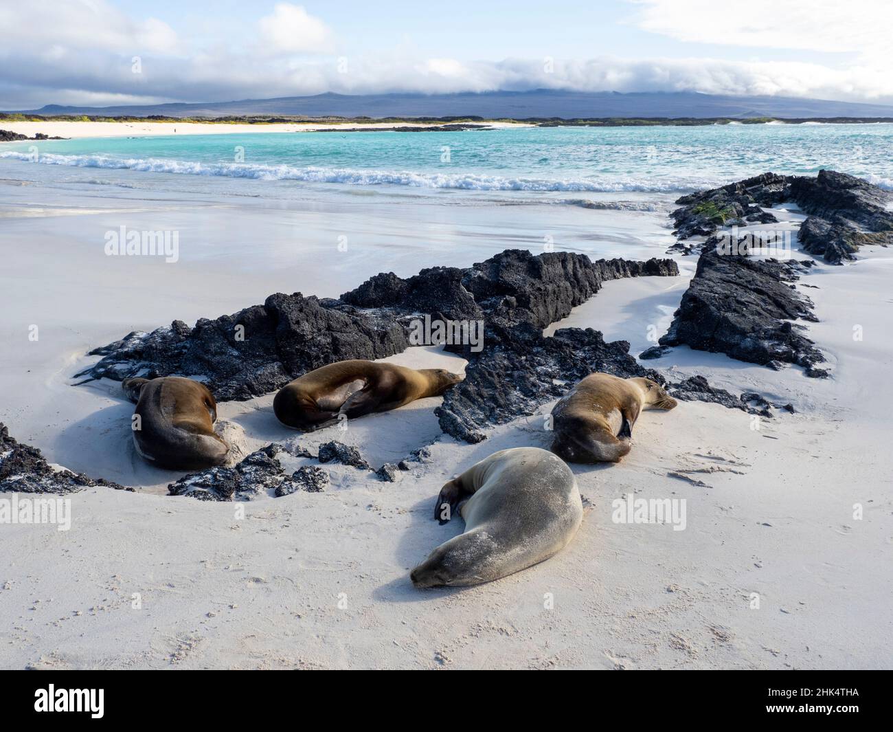 Leoni marini Galapagos (Zalophus wollebaeki) sulla spiaggia di Cerro Brujo, Isola di San Cristobal, Galapagos, Ecuador, Sud America Foto Stock