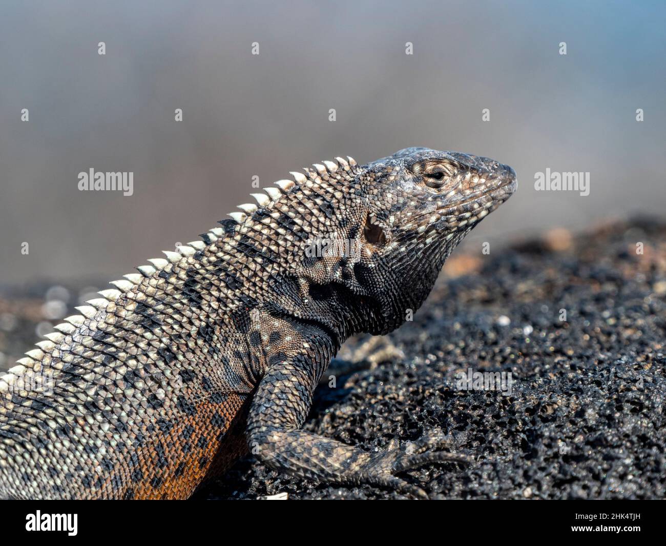 Un lucertola di lava delle Galapagos (Microlophus albemarlensis), Isola di Seymour del Nord, Galapagos, Ecuador, Sud America Foto Stock