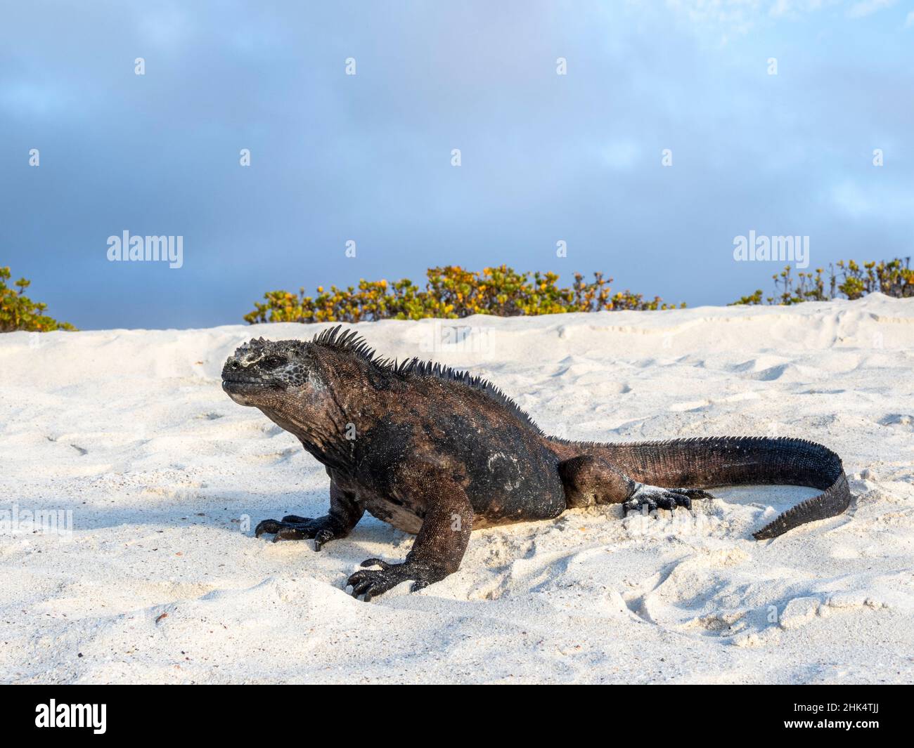 Galapagos marine iguana (Amblyrhynchus cristatus), a Cerro Brujo, Isola di San Cristobal, Galapagos, Ecuador, Sud America Foto Stock
