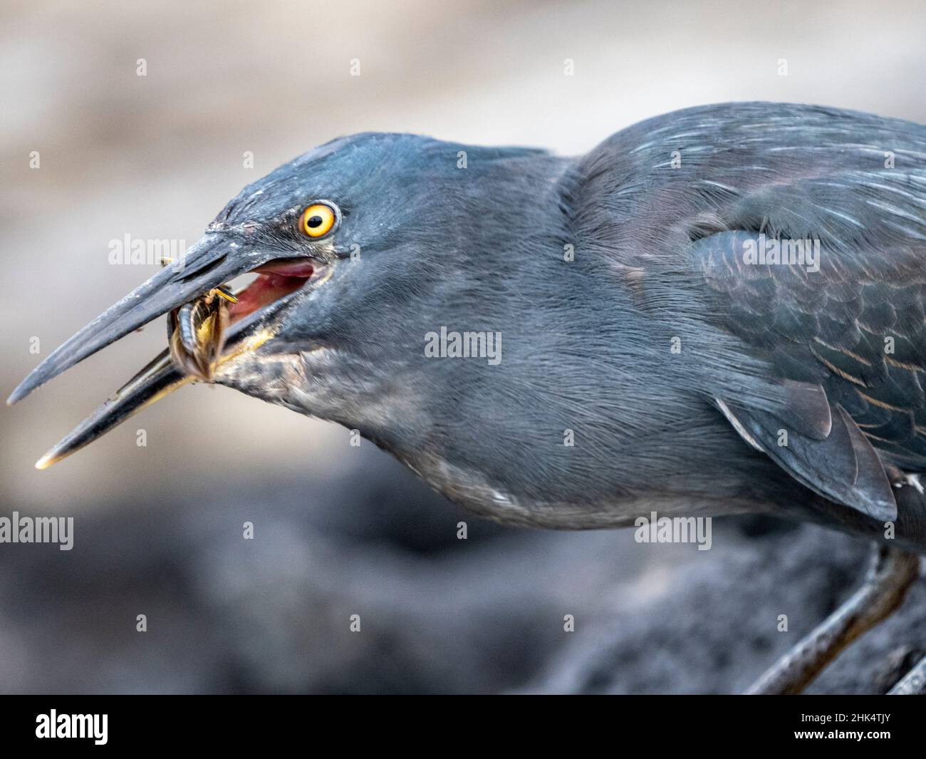 Un airone Galapagos adulto (Butorides sundevalli) con una locusta, Puerto Egas, Santiago Island, Galapagos, Ecuador, Sud America Foto Stock