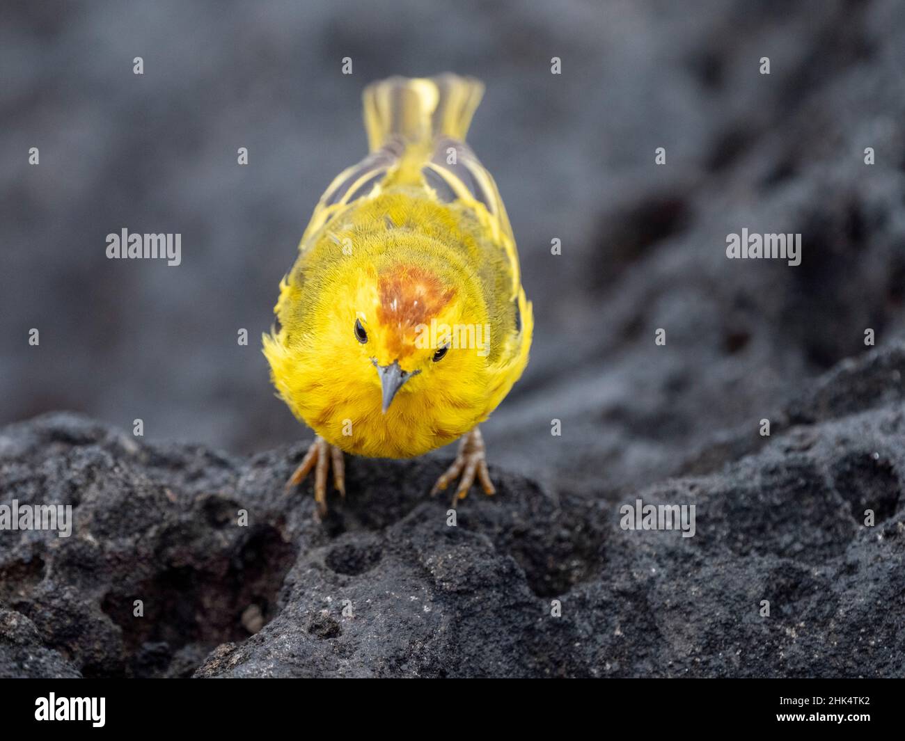 Un guerriero giallo adulto (Setophaga petechia), a Puerto Egas sull'isola di Santiago, Galapagos, Ecuador, Sud America Foto Stock