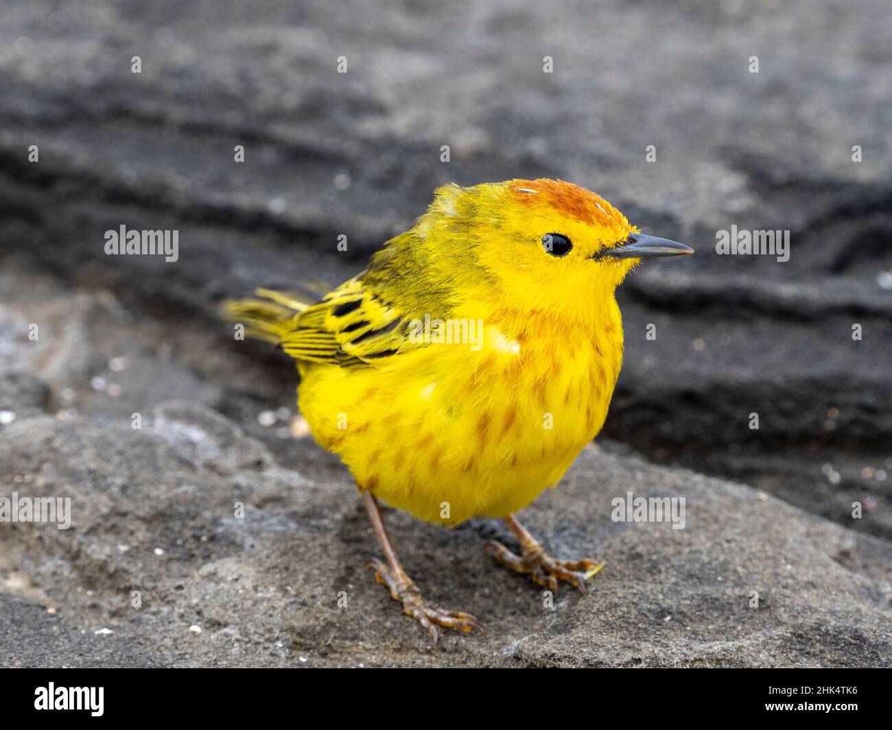 Un guerriero giallo adulto (Setophaga petechia), a Puerto Egas sull'isola di Santiago, Galapagos, Ecuador, Sud America Foto Stock