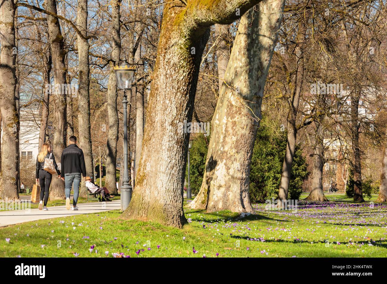 Crocus flowers a Lichtentaler Allee Alley, Baden-Baden, Foresta Nera, Baden-Wurttemberg, Germania, Europa Foto Stock