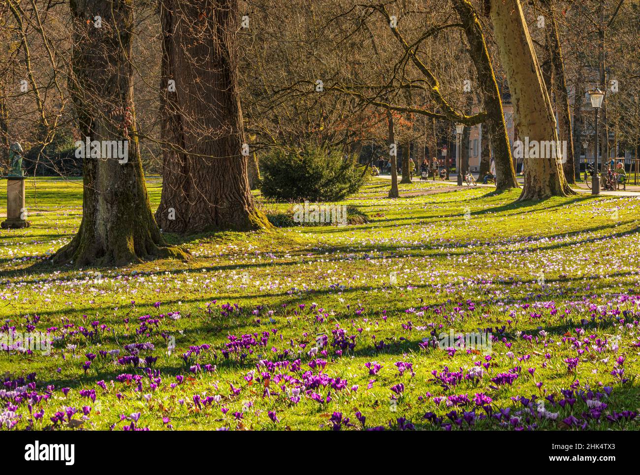 Fiore di fiori di cocus a Lichtentaler Allee Alley, Baden-Baden, Foresta Nera, Baden-Wurttemberg, Germania, Europa Foto Stock