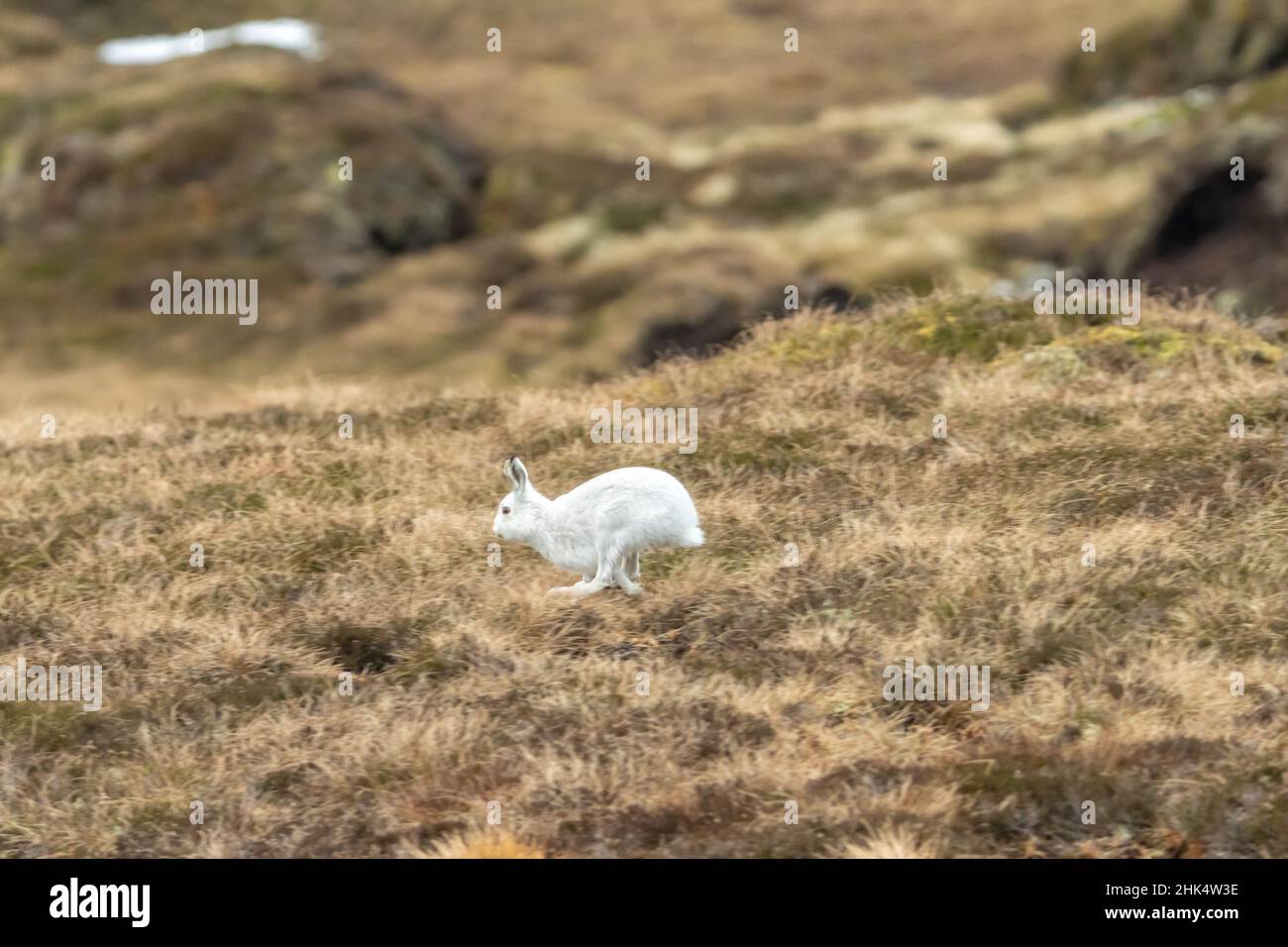 Lepre (Lepus timidus), Glen Sheered, Scozia Foto Stock