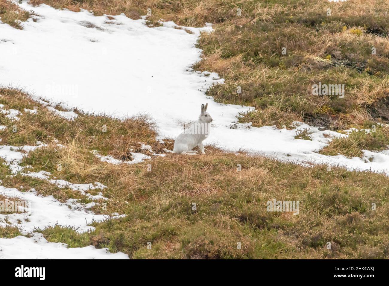 Siedendo lepre di montagna, Glen Shee, Scozia Foto Stock