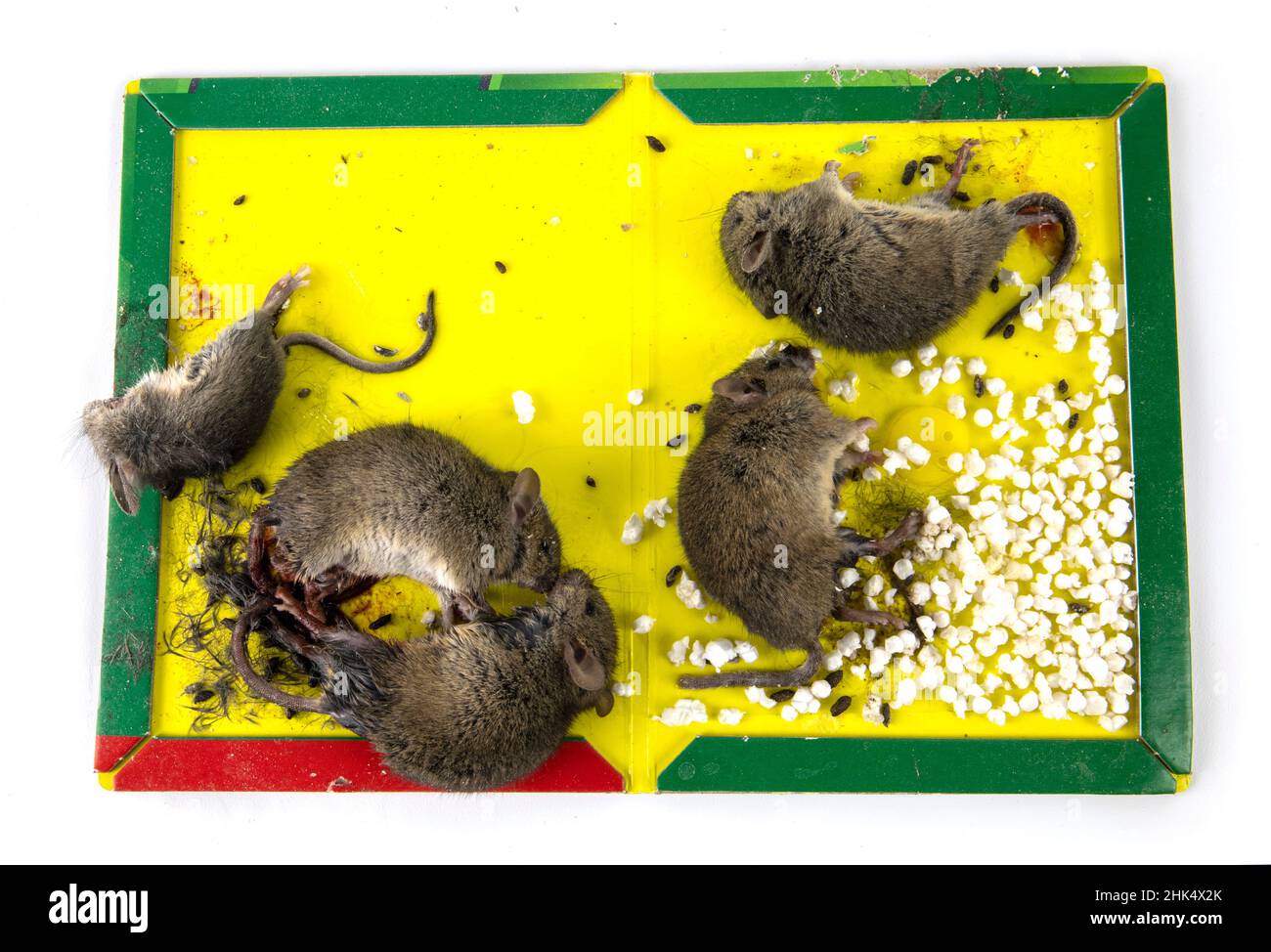 Trappola appiccicosa per scrivere con i topi. Foto Stock