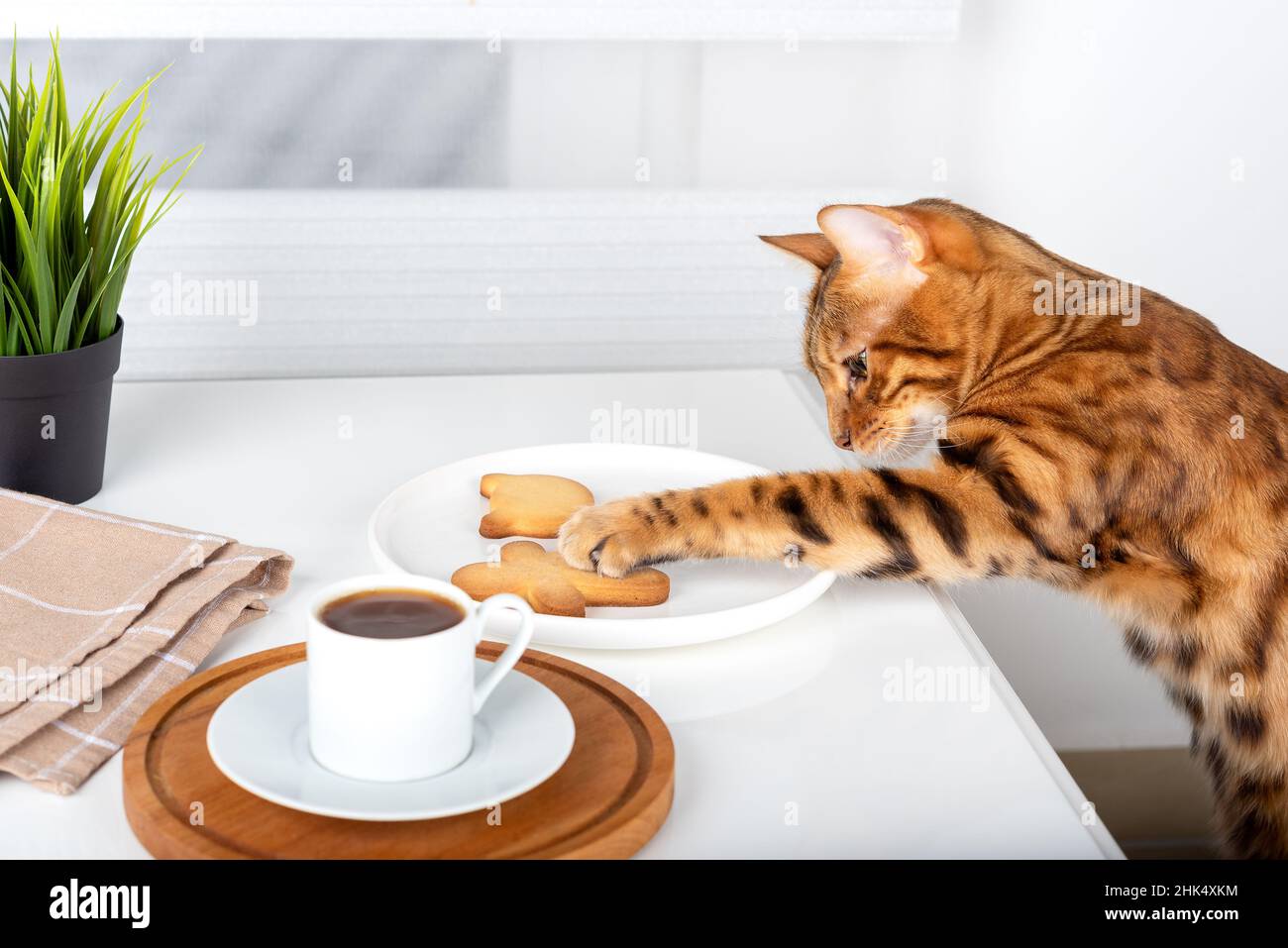 Un gatto bengala raggiunge per un biscotto in un piatto con la sua zampa. Foto Stock