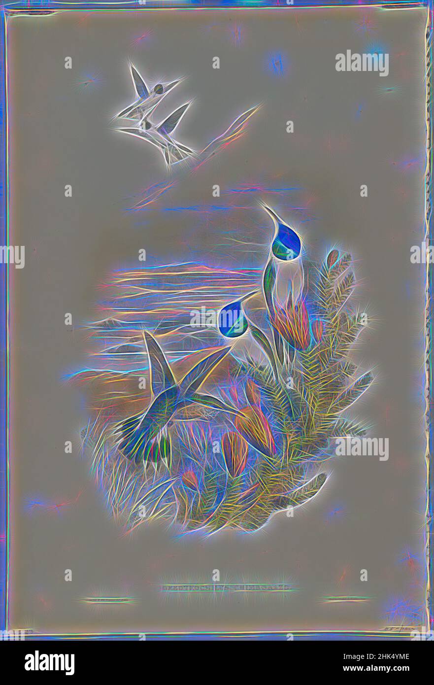 Ispirato da Oreotrocillus Chimborazo: Hill Star, John Gould, britannico, 1804-1881, litografia a colori su carta di vove, 21 1/2 x 14 3/8 in., 54,6 x 36,5 cm, uccello, Uccelli, Habitat, Hill Star, Colibrì, natura, Oreotrochilus Chimborazo, Ornitologia, Ornitologia, Piante e animali, specie, fauna selvatica, reinventata da Artotop. L'arte classica reinventata con un tocco moderno. Design di calda e allegra luminosità e di raggi di luce. La fotografia si ispira al surrealismo e al futurismo, abbracciando l'energia dinamica della tecnologia moderna, del movimento, della velocità e rivoluzionando la cultura Foto Stock