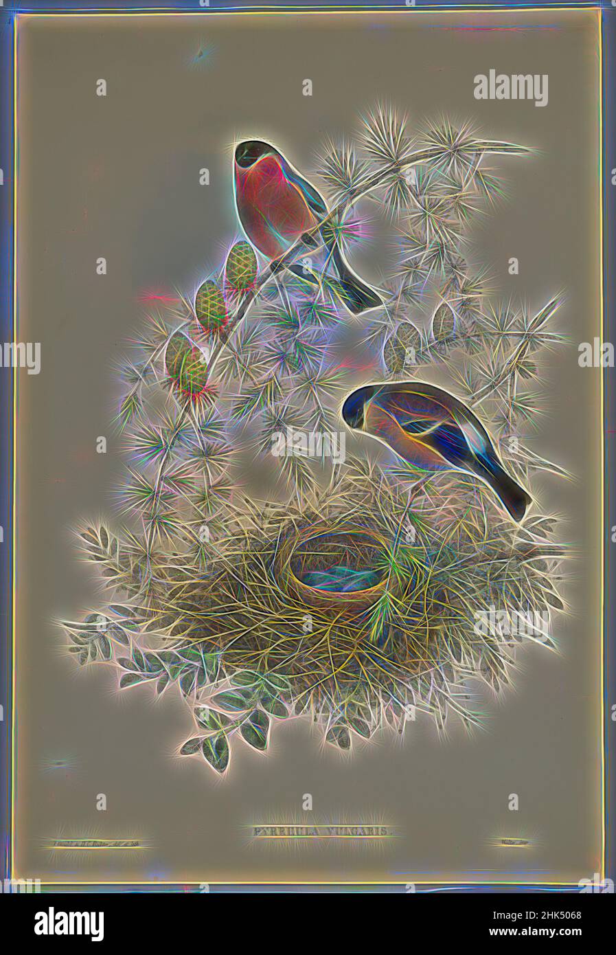 Ispirato da Pyrrhula vulgaris - Bullfinch, John Gould, British, 1804-1881, litografia su carta ovata, foglio: 21 1/4 x 14 1/2 in., 54 x 36,8 cm, uccello, Uccelli, Bullfinch, uova, Famiglia, Finch, Habitat, natura, Nest, Ornitologia, ornitologia, piante e animali, Pirrhula vulgaris, specie, Fauna selvatica, reinventata da Artotop. L'arte classica reinventata con un tocco moderno. Design di calda e allegra luminosità e di raggi di luce. La fotografia si ispira al surrealismo e al futurismo, abbracciando l'energia dinamica della tecnologia moderna, del movimento, della velocità e rivoluzionando la cultura Foto Stock