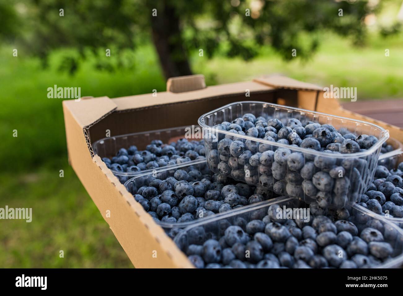 Scatola, cassa o contenitore con mirtilli freschi raccolti. Agricoltura bacche di affari. Coltivatore coltivando e raccogliendo mirtillo. Industria orticola. Concetto di cibo sano. Sfondo sfocato Foto Stock