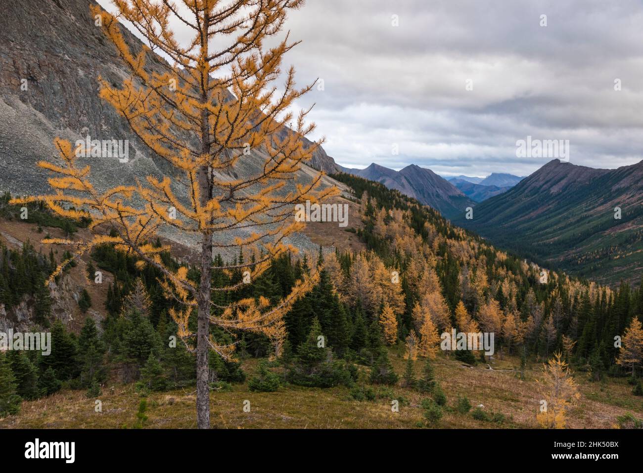 Vista delle Montagne Rocciose canadesi con alberi di larice autunnali da Ptarmigan Cirque Trail vicino al Peter Lougheed Provincial Park, Kananaskis, Alberta, Canada Foto Stock