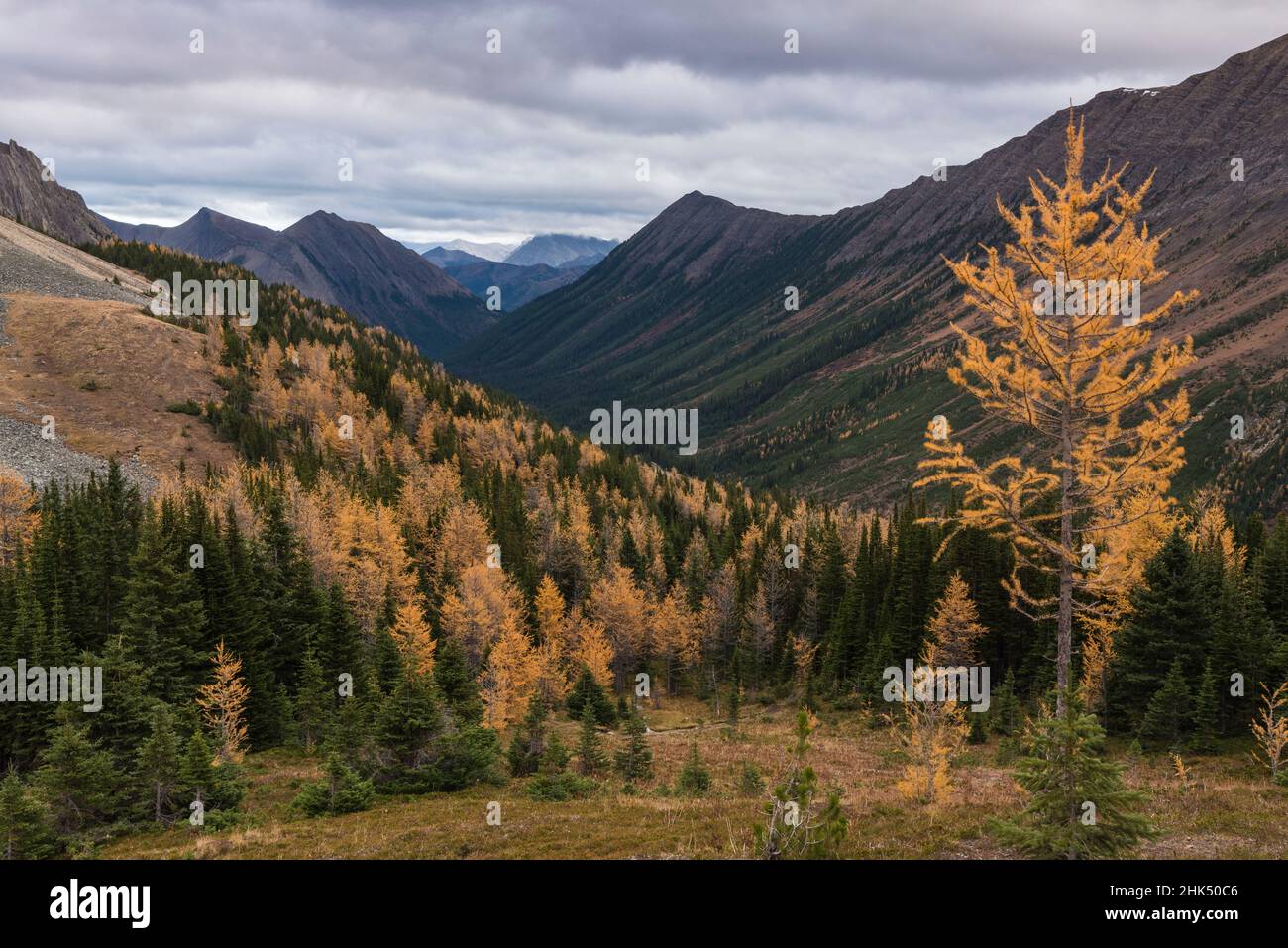 Vista delle Montagne Rocciose canadesi con alberi di larice autunnali da Ptarmigan Cirque Trail vicino al Peter Lougheed Provincial Park, Kananaskis, Alberta, Canada Foto Stock