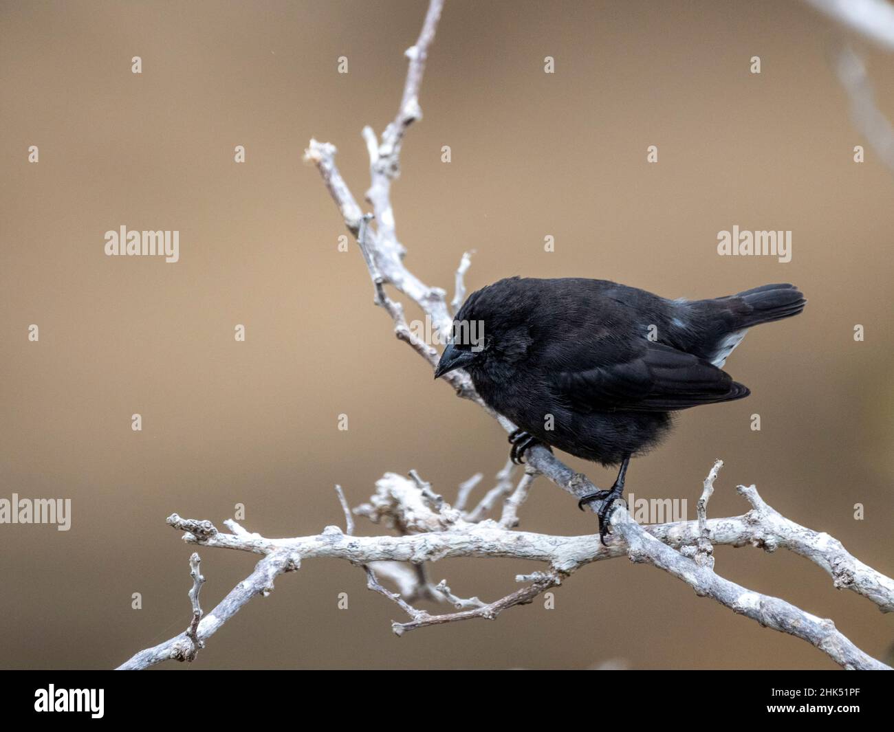 Una delle 18 specie di finches di Darwin, Punta Pitt, Isola di San Cristobal, Galapagos, Ecuador, Sud America Foto Stock