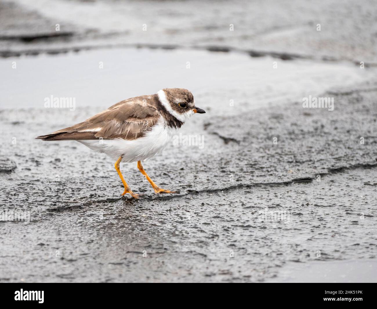 Un raduno semipalmato adulto (Charadrius semipalmatus), Puerto Egas, Santiago Island, Galapagos, Ecuador, Sud America Foto Stock