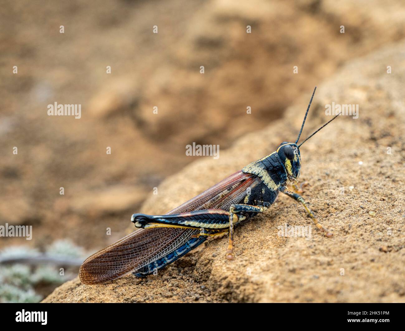 Una locusta adulta delle Galapagos, a Punta Pitt, Isola di San Cristobal, Galapagos, Ecuador, Sud America Foto Stock