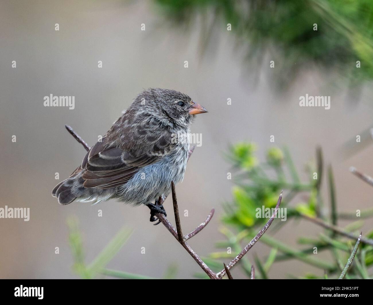Una delle 18 specie di finches di Darwin, Punta Pitt, Isola di San Cristobal, Galapagos, Ecuador, Sud America Foto Stock