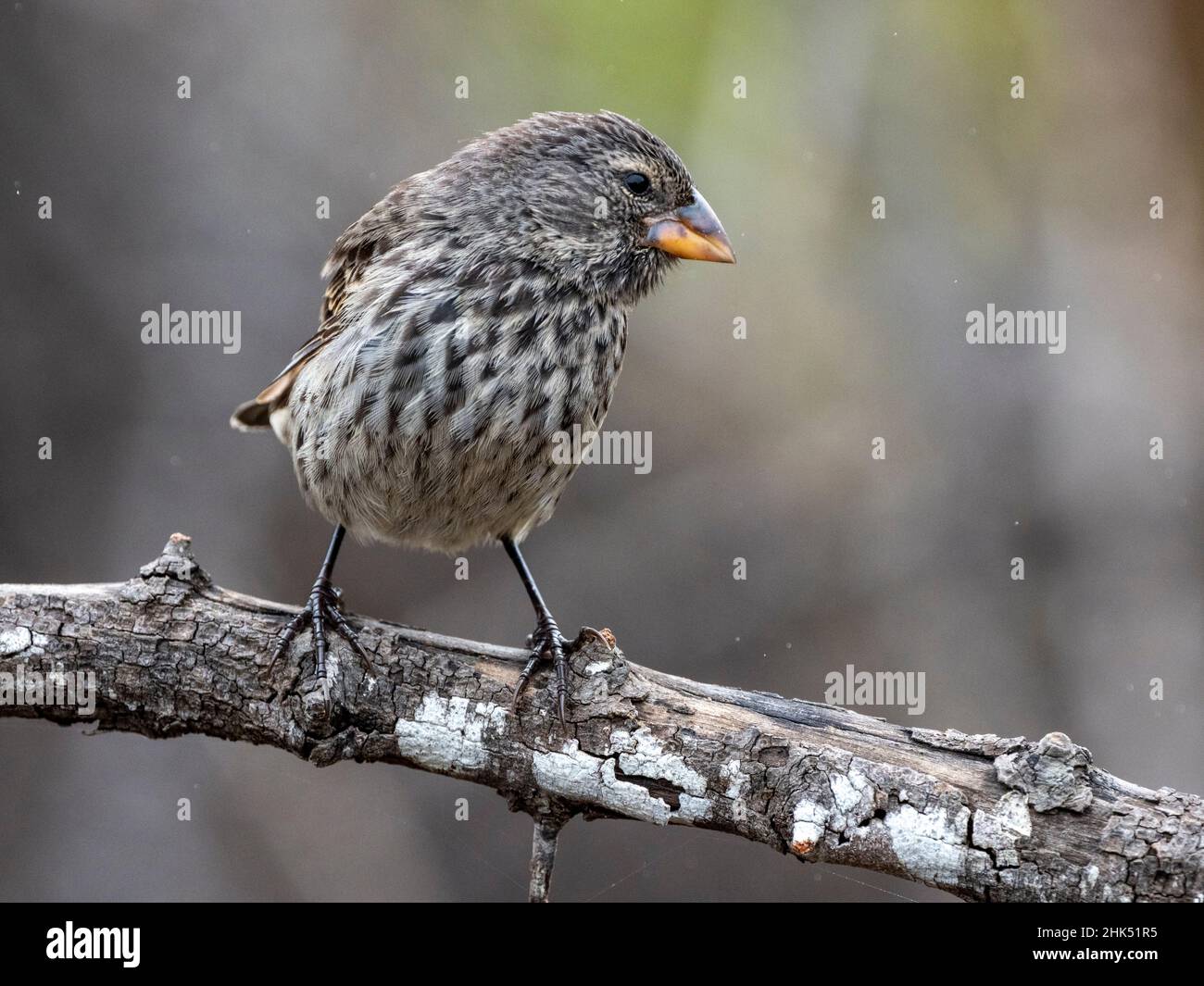 Una delle 18 specie di finches di Darwin, Fernandina Island, Galapagos, Ecuador, Sud America Foto Stock