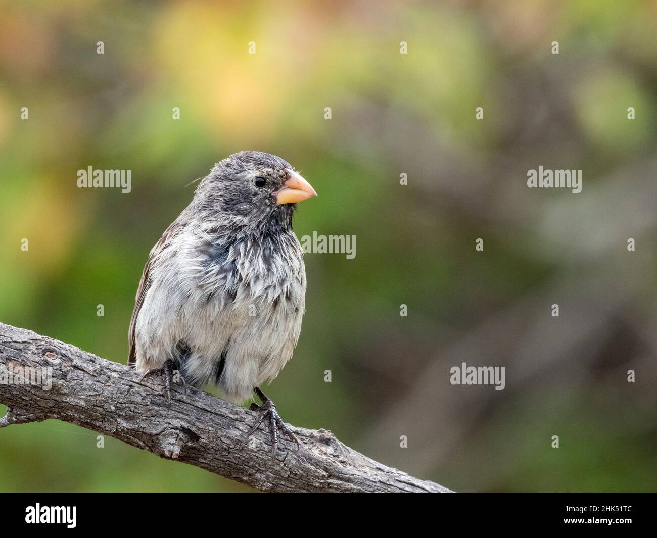 Una delle 18 specie di finches di Darwin, Fernandina Island, Galapagos, Ecuador, Sud America Foto Stock