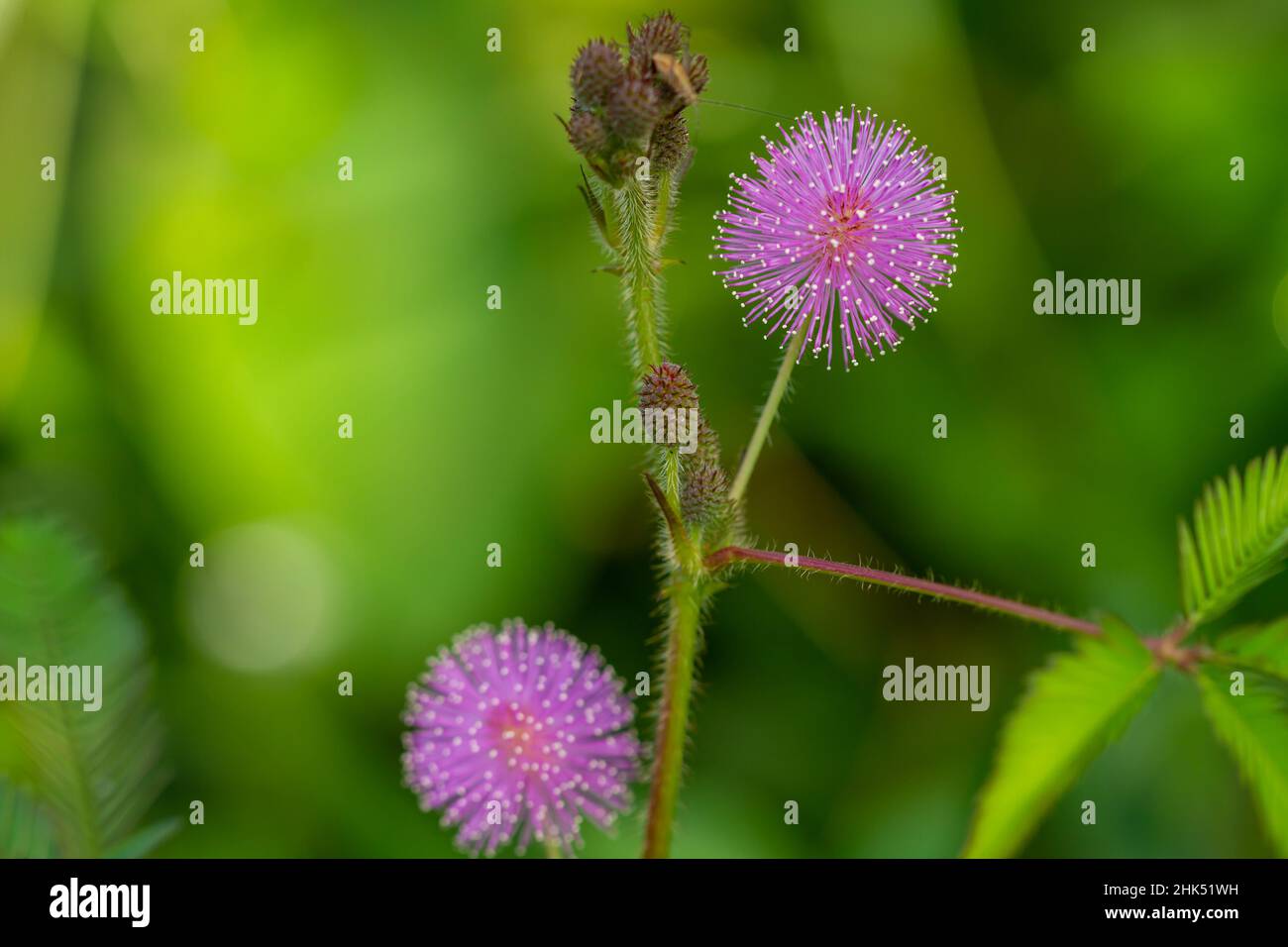 I fiori rosa di Shameplant sono sferici nella forma con le punte fibrose gialle, lo sfondo delle foglie e la luce del sole è sfocato Foto Stock