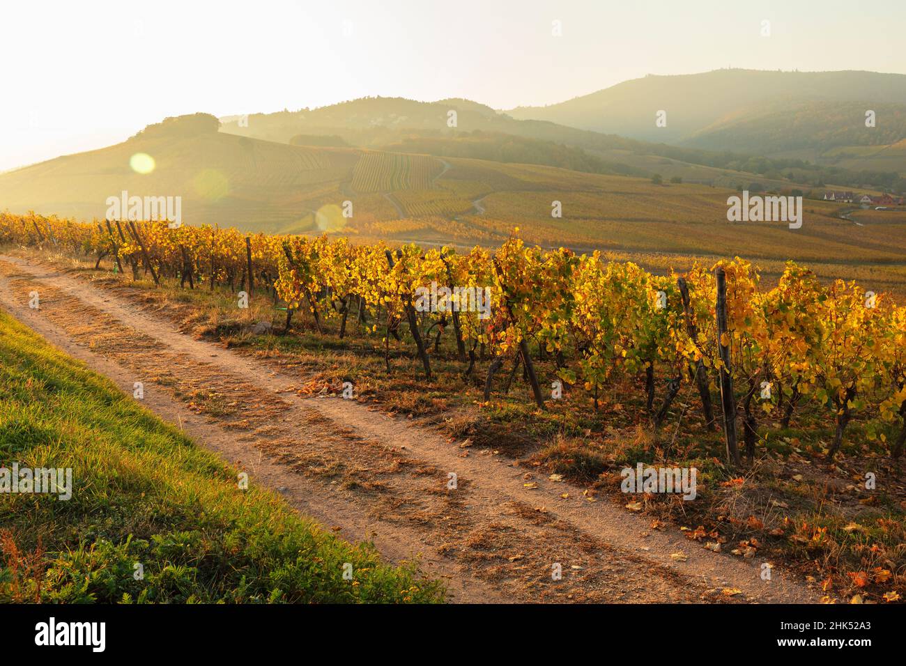 Vigneti, Rodern, Alsazia, strada del vino alsaziano, Alto Reno, Francia, Europa Foto Stock
