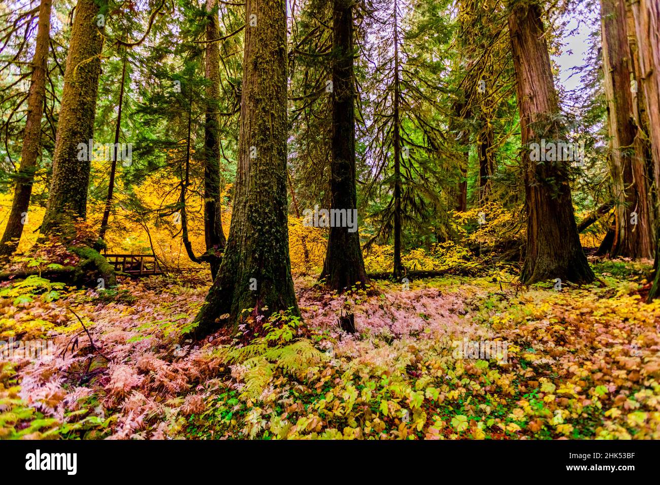 Colori autunnali in tutto il Mount Rainier National Park, Washington state, Stati Uniti d'America, Nord America Foto Stock