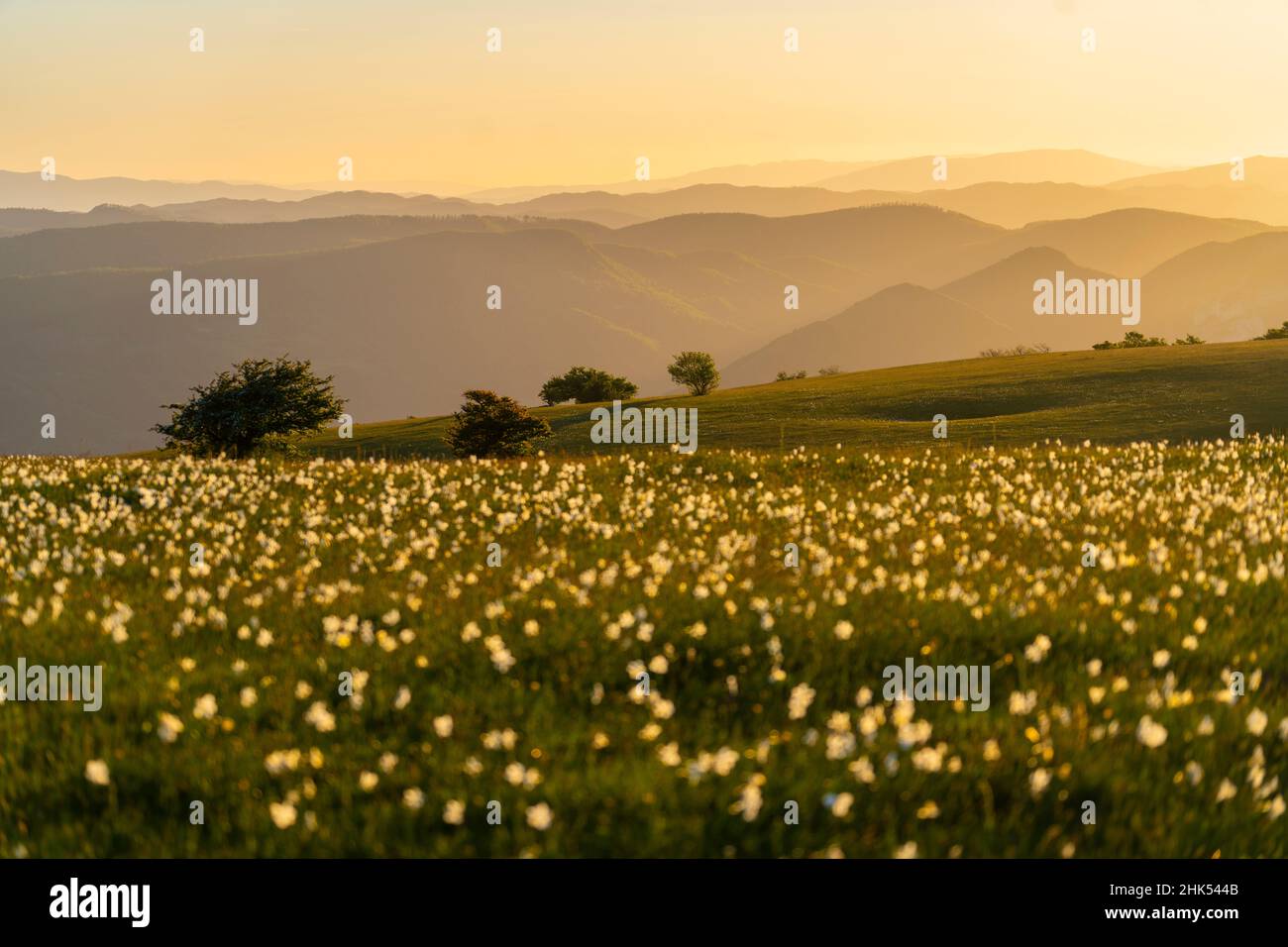 Alberi e fiori che sbocciano sul Monte Petrano al tramonto, Appennini, Marche, Italia, Europa Foto Stock