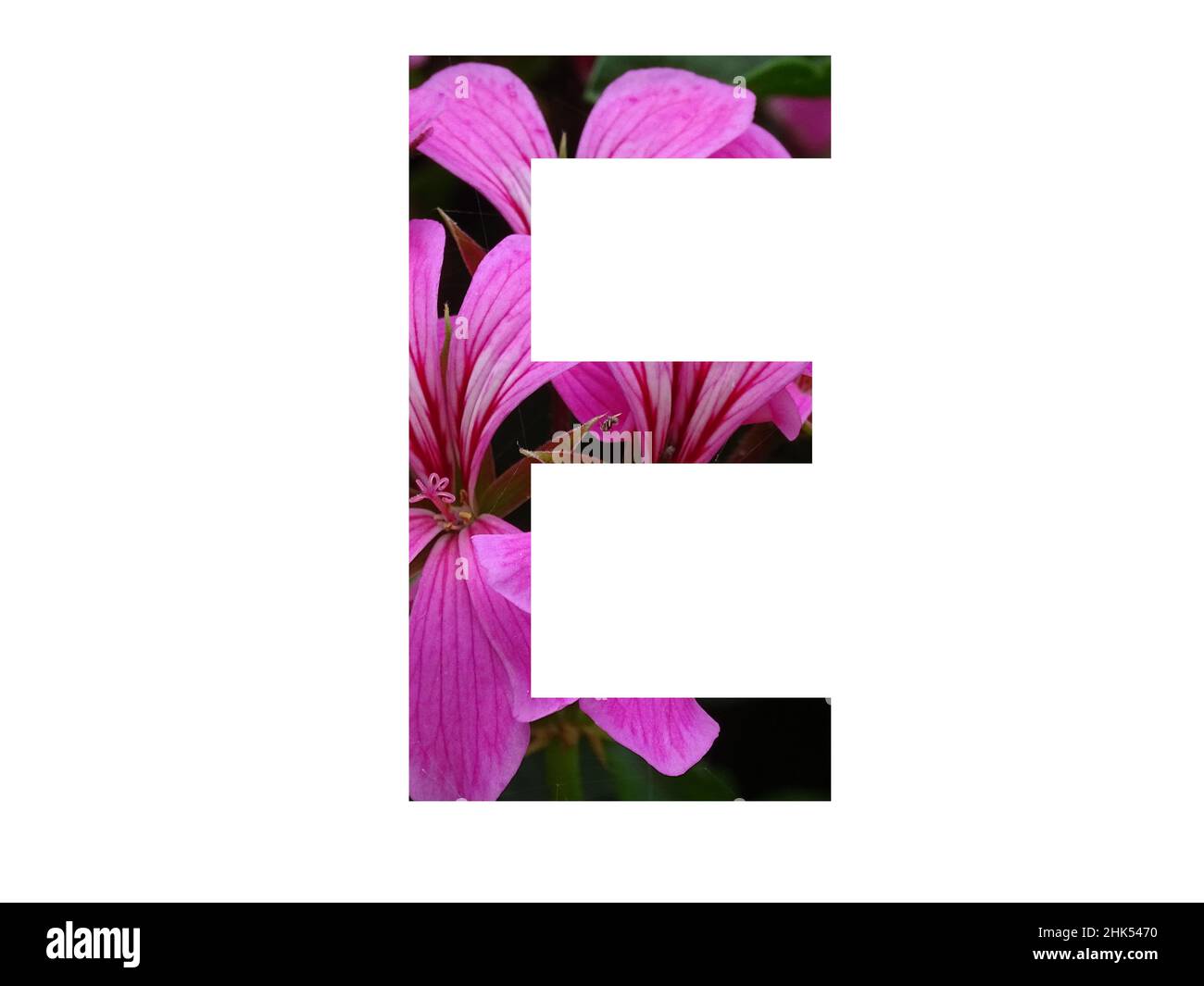 Lettera e dell'alfabeto fatto con un fiore rosa di pelargonio, isolato su sfondo bianco Foto Stock