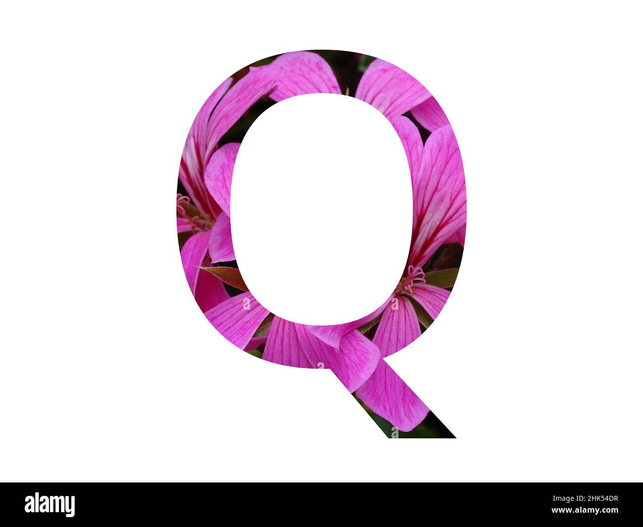 Lettera Q dell'alfabeto fatto con un fiore rosa di pelargonio, isolato su sfondo bianco Foto Stock