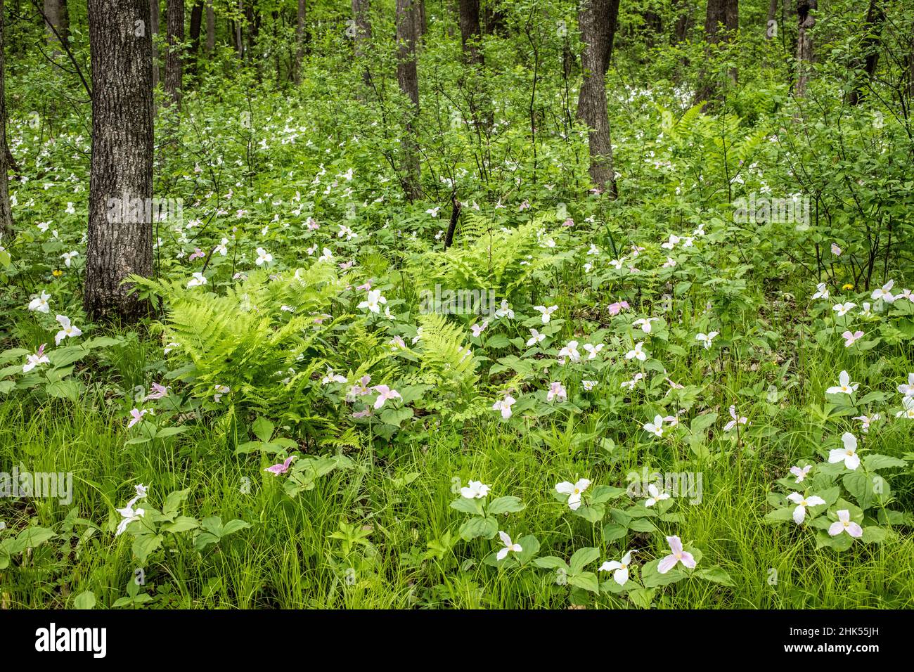 Un bosco primaverile coperto di tre trilioni di petali bianchi. Foto Stock