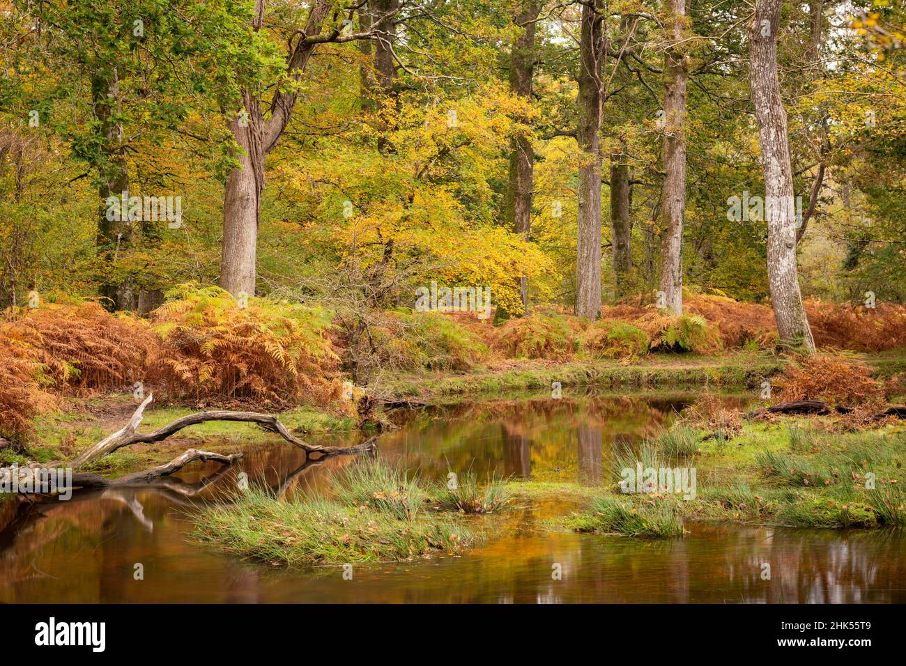 Foglie autunnali sulle rive del fiume Black Water nel New Forest National Park, Hampshire, Inghilterra, Regno Unito, Europa Foto Stock