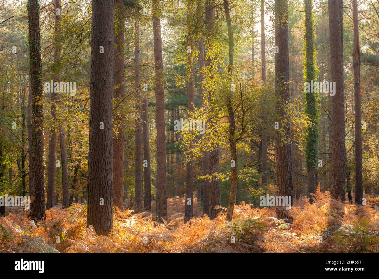 Scena del bosco autunnale soleggiato, New Forest, Hampshire, Inghilterra, Regno Unito, Europa Foto Stock