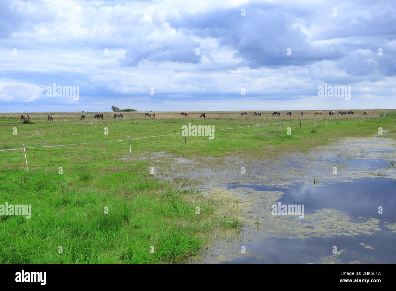 Un gregge di cavalli che pascola nella Riserva Naturale di Beka Foto Stock