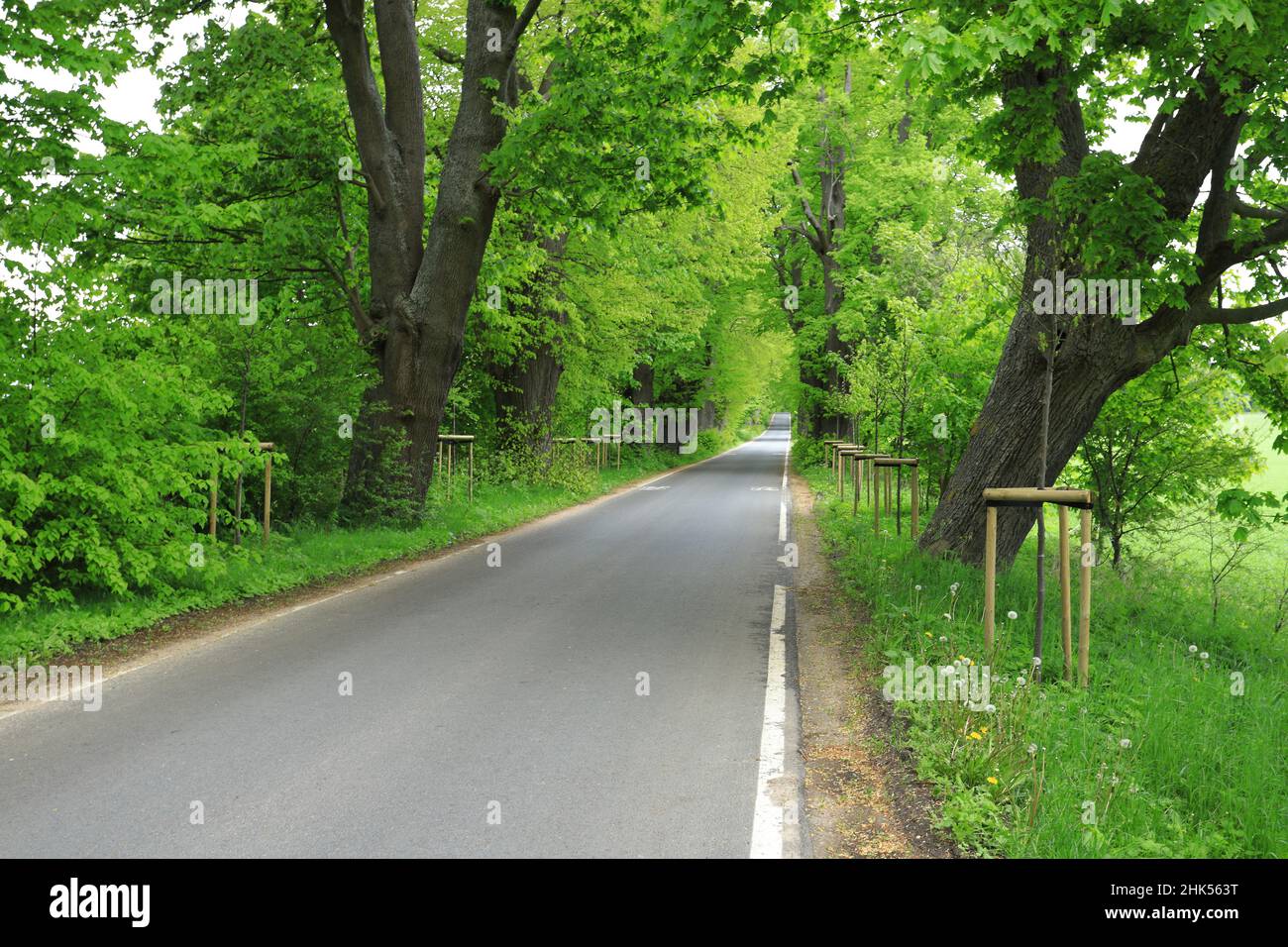 Strada rurale con viale di alberi di tiglio nella stagione estiva Foto Stock