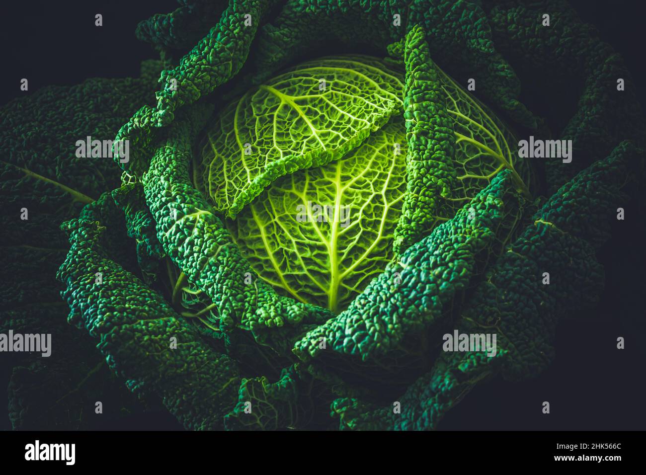 Cavolo savoy intero su sfondo nero Foto Stock
