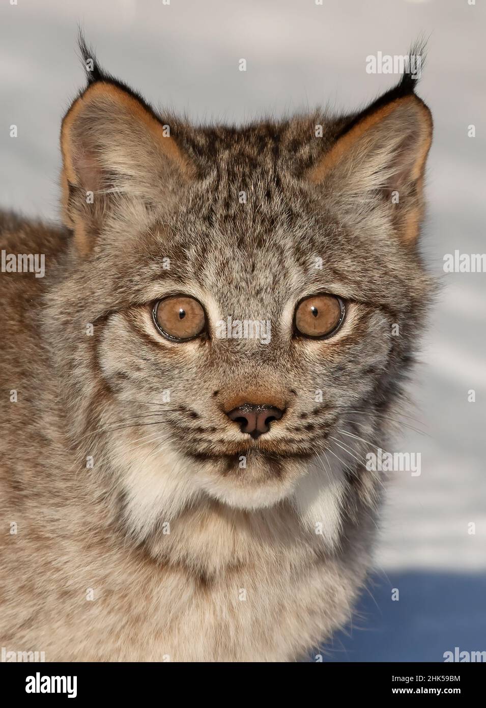 Un closeup lynx canadese che guarda una fotocamera con occhi grandi Foto Stock