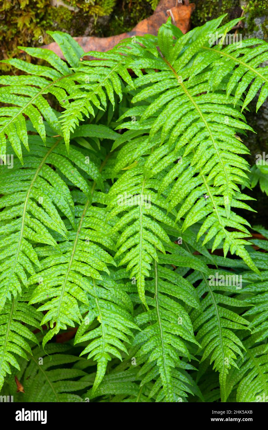 Felci di liquirizia (Polypodium glycyrrrrhiza), McKercher County Park, Linn County, Oregon Foto Stock