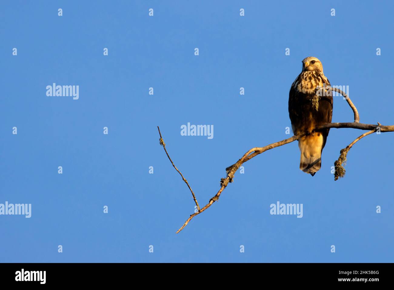 Falco a zampe irregolari (Buteo lagopus), stagni di acque reflue di Philomath, Philomath, Oregon Foto Stock