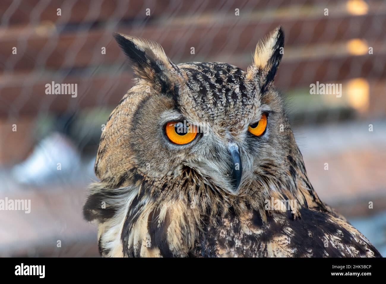 Bella gufo con occhi arancioni ritratto. Portarit di Aquila Eurasiana Owl Foto Stock