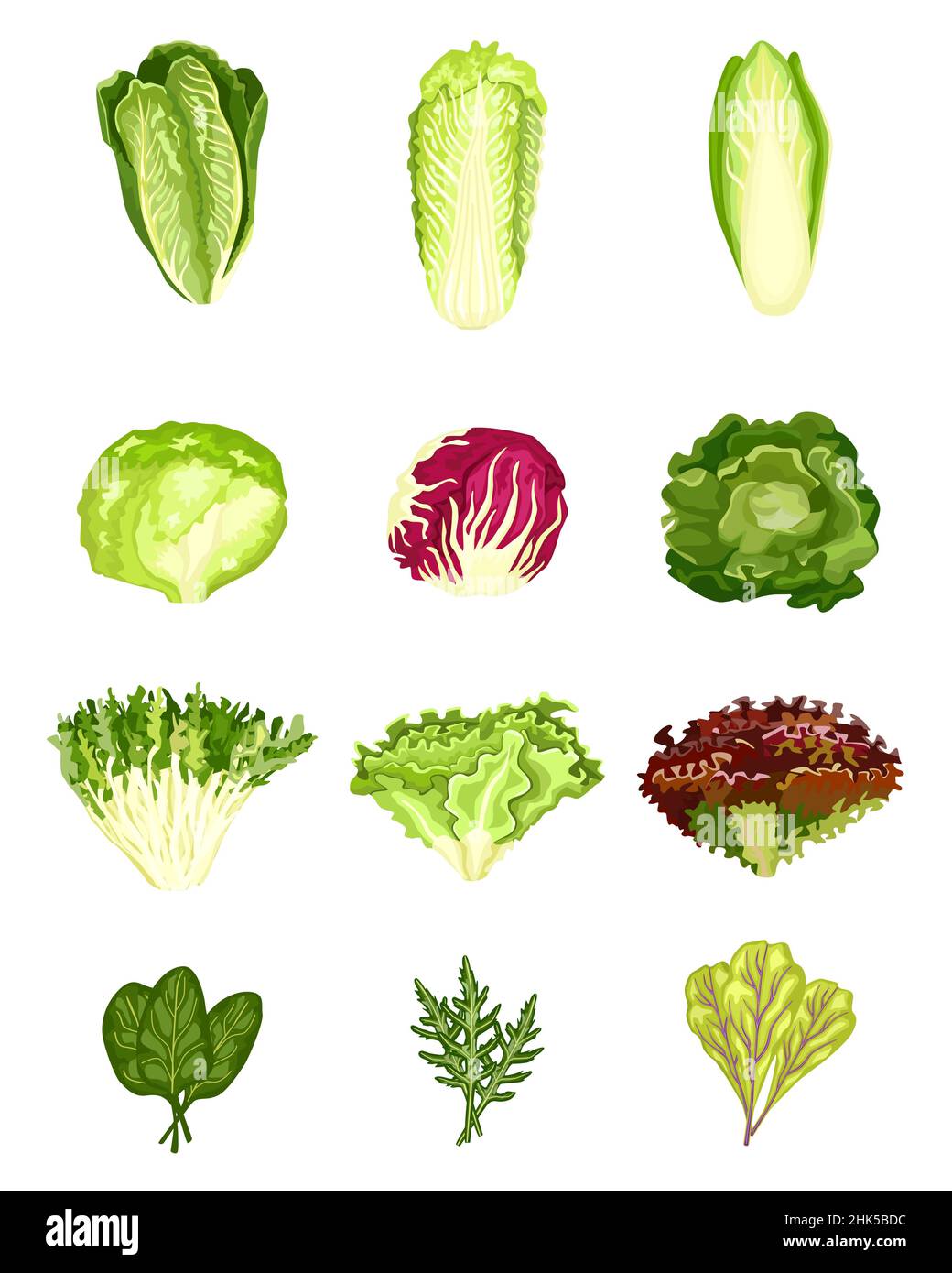 Impostare la lattuga isolata su sfondo bianco. Insalate di vario genere radicchio, lattuga, romaine, kale, collard, sorrel, spinaci, mizuna, sano organico v Illustrazione Vettoriale
