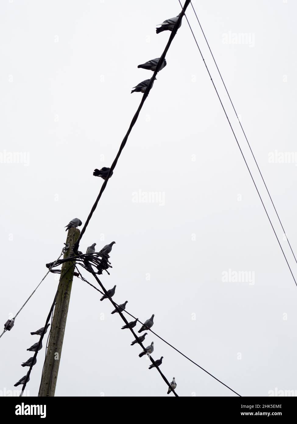 Che cosa rende un punto di appiccio desiderabile per i piccioni? Non lo so ma, qualunque siano i criteri pertinenti, questo palo e luce di strada in Lower Radley Vil Foto Stock